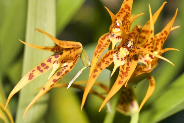 Orchidea Tropikalna Orchidaceae Tropikalny Las Deszczowy Amazonia Ekwador Ameryka — Zdjęcie stockowe