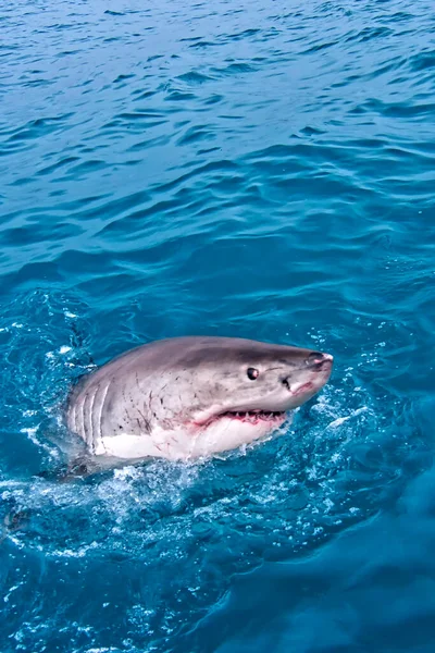 Nagy Fehér Cápa Carcharodon Carcharias Gansbaai Western Cape Dél Afrika — Stock Fotó