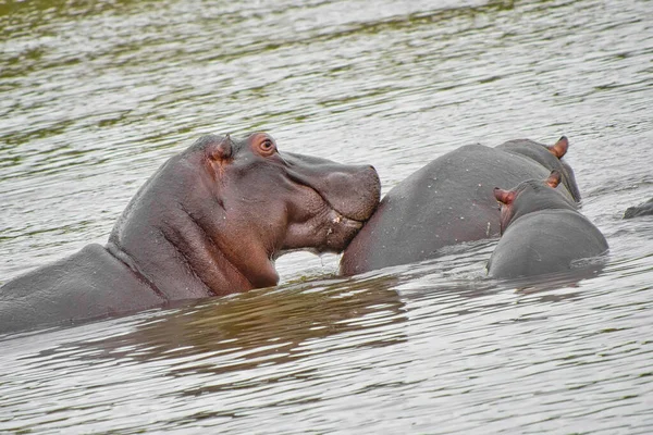 Hippopotamus Hippopotamus Amphibius Kruger National Park Sudáfrica África — Foto de Stock