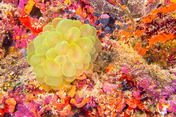 Bubble Coral Stony Coral Plerogyra Sinuosa Coral Reef North Ari — Foto de Stock