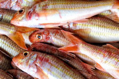 Çizgili Kırmızı Mullet, Yeni Balıkçı, Balık Pazarı, Balık Limanı, Luarca, Asturias, İspanya, Avrupa