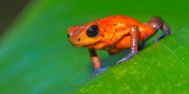 Dart Zehirli Kurbağa, Mavi Kot, Oophaga pumilio, Dendrobates pumilio, Tropikal Yağmur Ormanı, Kosta Rika, Orta Amerika, Amerika
