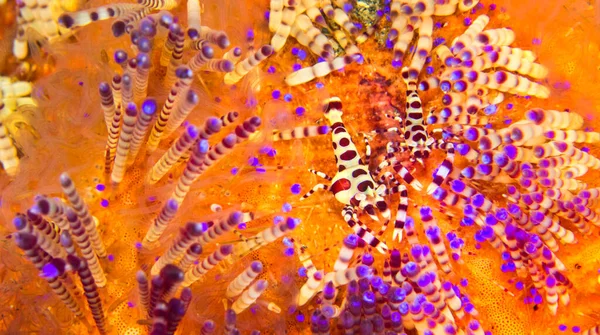 Coleman Shrimp Periclimenes Colemani Seeigel Seeigel Asthenosoma Varium Korallenriff Lembeh — Stockfoto