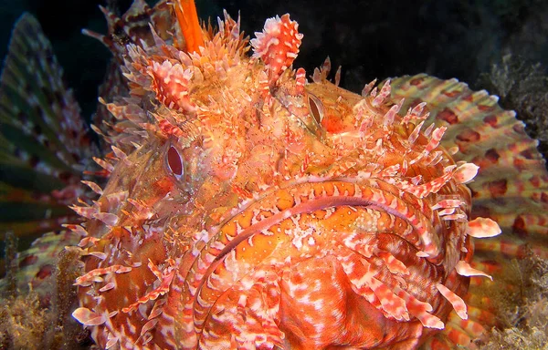 Red Scorpionfish Scorpaena Scrofa Cabo Cope Puntas Del Calnegre Regional — Stock Photo, Image