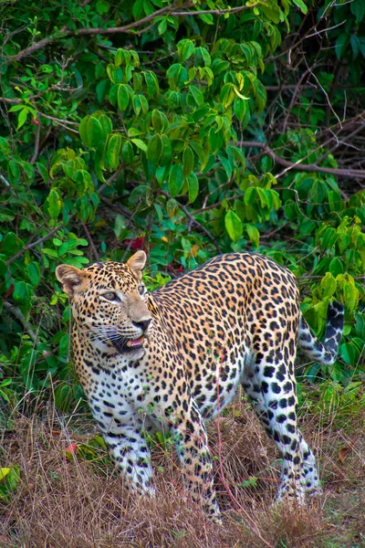 Sri Lankanischer Leopard Kotiya Chiruthai Pantera Pardus Kotiya Wilpattu Nationalpark — Stockfoto