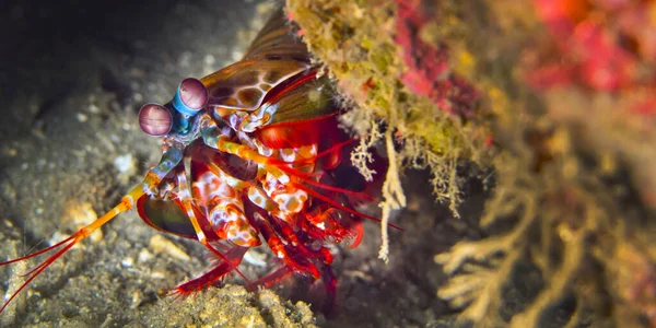 Mantis Shple Peacock Mantis Odomodactylus Sylla Coral Reef Lembeh North — ストック写真