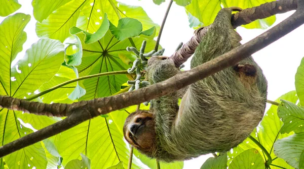 Perezoso Garganta Pálida Bradypus Tridactylus Perezoso Tres Dedos Selva Tropical — Foto de Stock