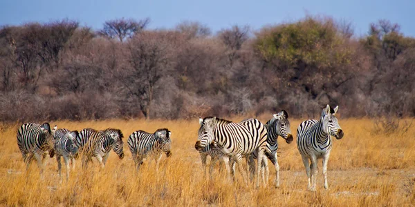 Planícies Zebra Equus Quagga Chobe National Park Botsuana África — Fotografia de Stock