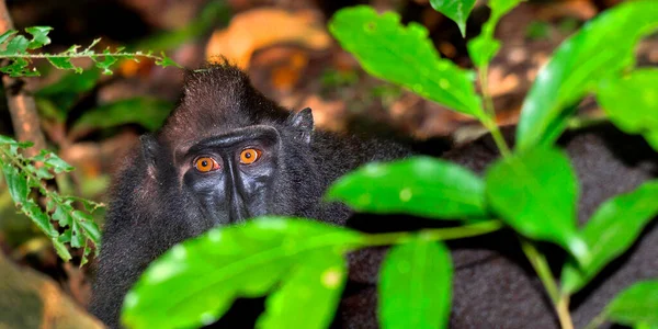 Macaco Celebes Crested Macaque Crested Black Macaque Macaca Nigra Reserva — Foto de Stock