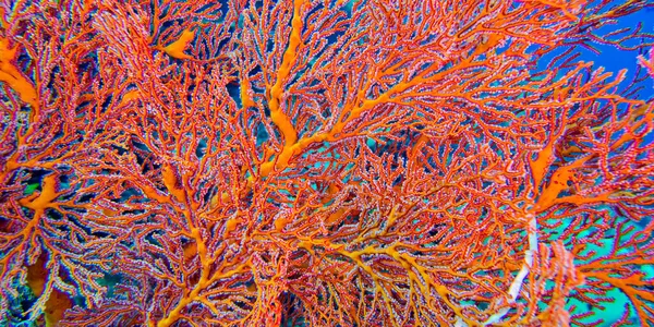 Sea Fan, Sea Whips, Gorgonian, Bunaken National Marine Park, Bunaken, North Sulawesi, Indonesia, Asia