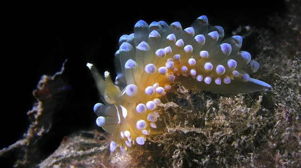 Sea Slug Janolus Cristatus Cabo Cope Puntas Del Calnegre Regional — Stockfoto