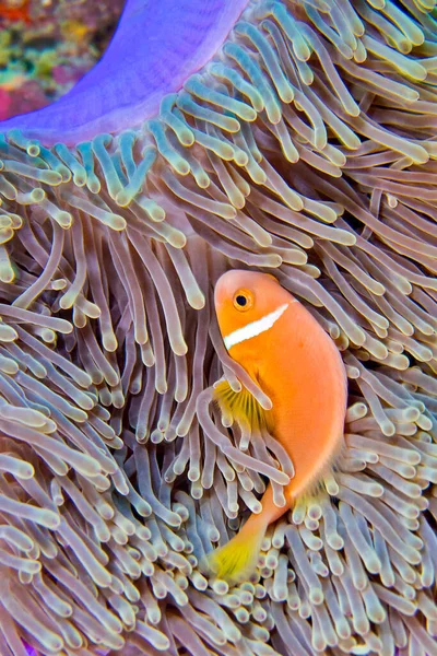 Blackfinned Anemonefish Amphiprion Nigripes Magnificent Sea Anemone Heteractis Magnifica Coral — Fotografia de Stock