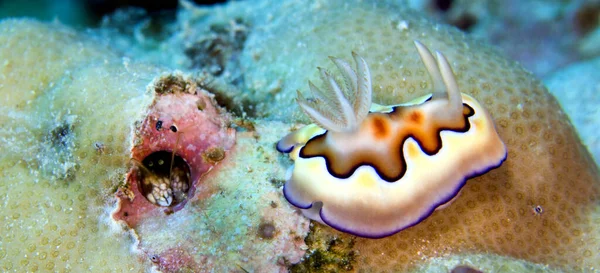 Sea Slug Dorid Nudibranch Chromodoris Chromodoris Coi Coral Reef Bunaken — Stok Foto