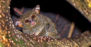 Tarsier, Spectral Tarsier, Tarsius tarsier, Tangkoko Doğa Rezervi, Kuzey Sulawesi, Endonezya, Asya