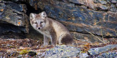 Arctic Fox, Vulpes lagopus, Signehamna Limanı, Nordvest-Spitsbergen Ulusal Parkı, Krossfjord, Arctic, Spitsbergen, Svalbard, Norveç, Avrupa