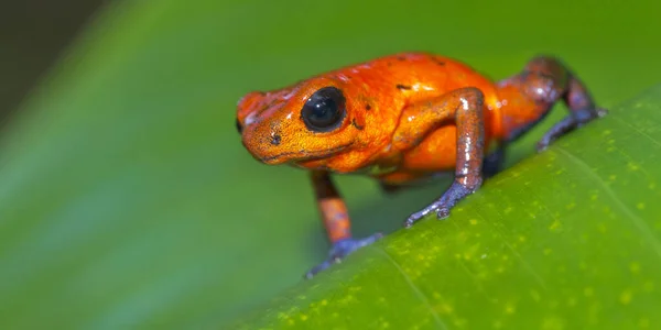 Dart Poison Frog Blue Jeans Oophaga Pumilio Dendrobates Pumilio Felique — стоковое фото