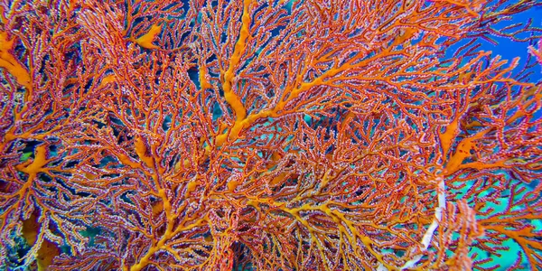 Sea Fan Sea Whips Gorgonian Bunaken National Marine Park Bunaken — Φωτογραφία Αρχείου