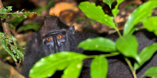 Makaken Celebes Crested Macaque Crested Black Macaque Macaca Nigra Tangkoko — Stockfoto
