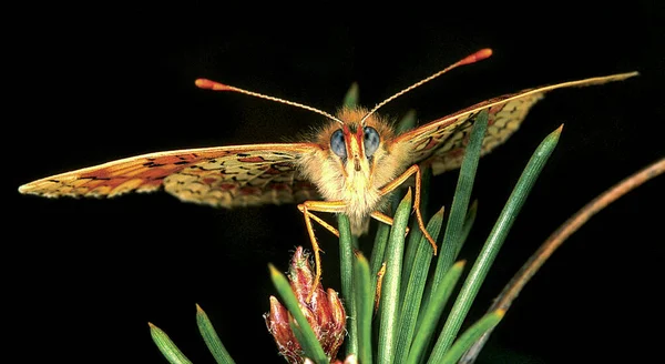 Butterfly Sierra Guadarrama National Park Segovia Castilla Leon Spain Europe — Stock Photo, Image