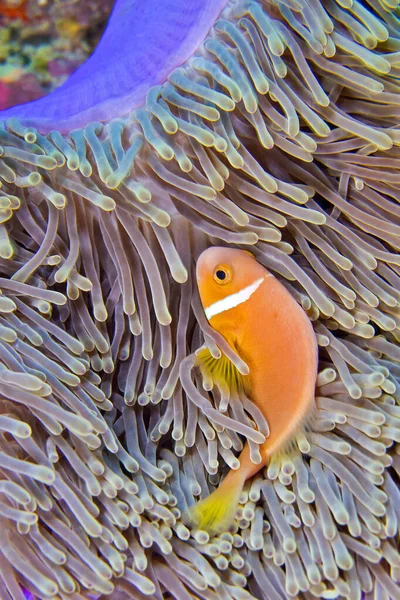 Blackfinned Anemonefish Amphiprion Nigripes Magnificent Sea Anemone Heteractis Magnifica Coral — Stock Photo, Image