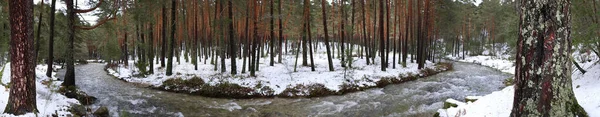 Eresma River Scot Pine Forest Sierra Guadarrama National Park Segovia — Stock Photo, Image