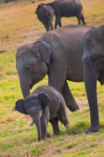 Elefante Sri Lanka Elephas Maximus Maximus Parque Nacional Minneriya Sri —  Fotos de Stock