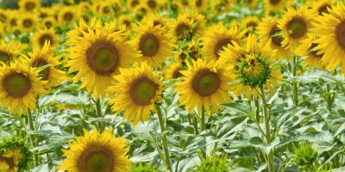 Güneşe dönen ayçiçeği tarlası