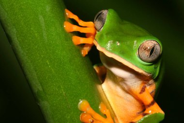 Kaplan Çizgili Yaprak Kurbağası, Callimedusa Tomopterna, Yağmur Ormanı, Napo Nehri Havzası, Amazonia, Ekvador, Amerika