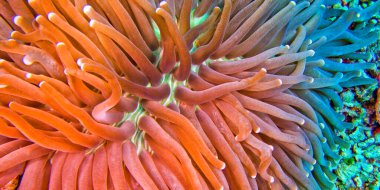 Sea Anemone, Cora Reef, Bunaken National Marine Park, Bunaken, North Sulawesi, Indonesia, Asia clipart