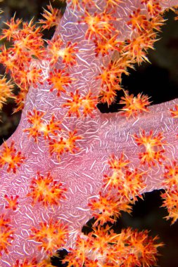 Çok dallı Ağaçlar Yumuşak Mercan, Mercan Resifi, Bunaken Ulusal Deniz Parkı, Bunaken, Kuzey Sulawesi, Endonezya, Asi