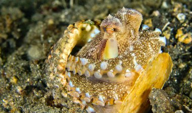 Hindistancevizi Octopus, Amphioctopus marginatus, Lembeh, Kuzey Sulawesi, Endonezya, Asya