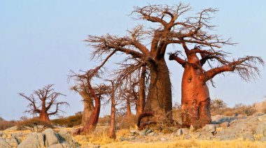 Baobab, Adansonia digitata, Kubu Adası, Beyaz Tuz Denizi, Lekhubu, Makgadikgadi Pan Ulusal Parkı, Botswana, Afrika