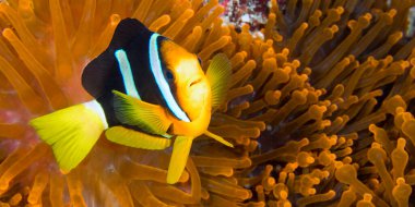 Clarck's Anemonefish, Amphiprion clarkii, Clarki Clown, Coral Reef, South Ari Atoll, Maldives, Indian Ocean, Asia clipart