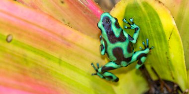 Green and Black Poison Dart Frog, Dendrobates auratus, Tropical Rainforest, Costa Rica, Central America, America clipart