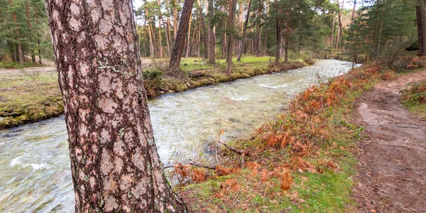 Eresma Nehri Scot Pine Ormanı Guadarrama Milli Parkı Segovia Kastilya — Stok fotoğraf