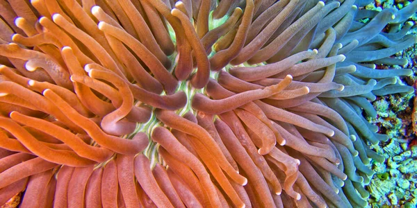 Sea Anemone Cora Reef Bunaken National Marine Park Bunaken North — стокове фото