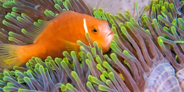 Anémona Aleta Negra Amphiprion Nigripes Magnificent Sea Anemone Heteractis Magnifica — Foto de Stock