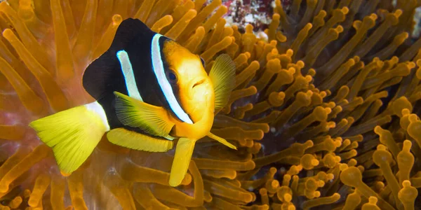 Clarck Anemonfish Amphiprion Clarkii Clarki Clown Coral Reef South Ari — стоковое фото
