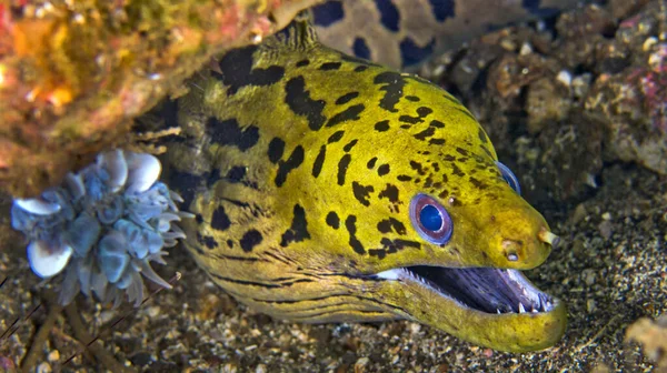 Moray Spot Face Gymnothorax Fimbriatus Coral Reef Lembeh North Sulawesi — Foto Stock