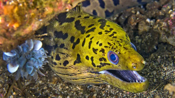 Beneksurat Moray, Gymnothorax fimbriatus, Mercan Resifi, Lembeh, Kuzey Sulawesi, Endonezya, Asya