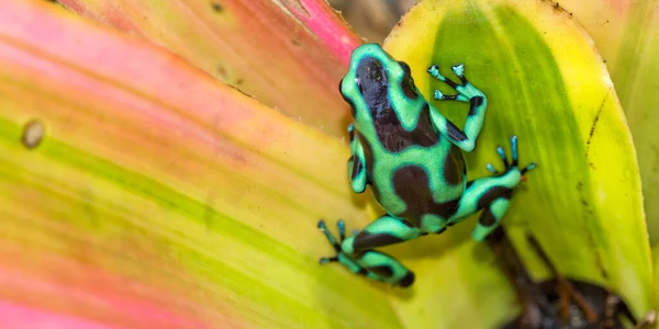 Zielona Czarna Trucizna Żaba Dendrobates Auratus Tropical Rainforest Kostaryka Ameryka — Zdjęcie stockowe