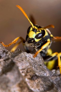 Wasp, Sierra de Guadarrama Ulusal Parkı, Segovia, Castilla y Leon, İspanya, Avrupa
