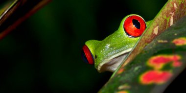 Red-eyed Tree Frog, Agalychnis callidryas, Tropical Rainforest, Corcovado National Park, Osa Conservation Area, Osa Peninsula, Costa Rica, Central America, America clipart