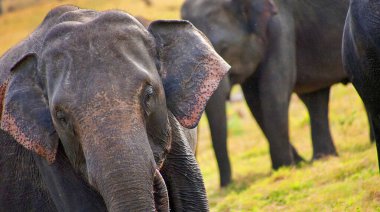 Sri Lanka Fili, Elephas maximus maximus, Minneriya Ulusal Parkı, Sri Lanka, Asya
