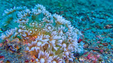 Daisy Coral, Taşlı Mercan, Goniopora, Lembeh, Kuzey Sulawesi, Endonezya, Asya