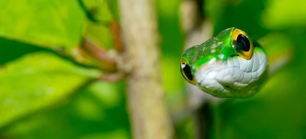 Cobra Papagaio Cobra Papagaio Cetim Leptophis Depressirostris Floresta Tropical Parque — Fotografia de Stock