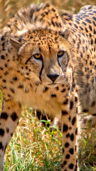 Cheetah Acinonyx Jubatus Wildlife Reserve Sudáfrica África — Foto de Stock