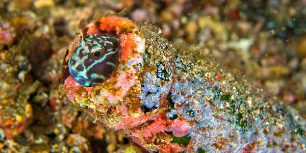 Black Combteeth Blenny Ένα Μπουκάλι Αποβλήτων Ecsenius Namiyei Lembeh North — Φωτογραφία Αρχείου