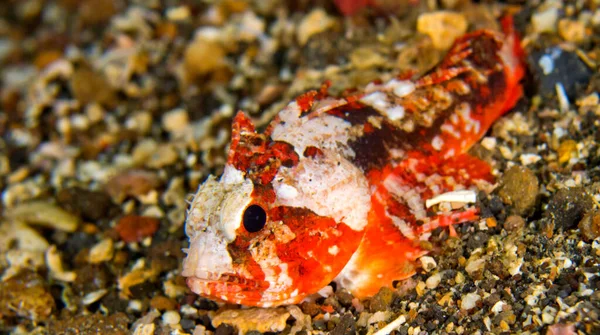 Wespen Langstachelwespen Paracentropogon Longispinis Korallenriff Lembeh Nordsulawesi Indonesien Asien — Stockfoto