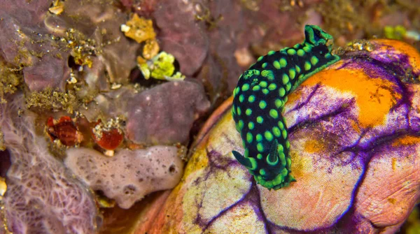 Meeresschnecke Dorid Nacktschnecke Kammschnecke Nembrotha Cristata Korallenriff Bunaken National Marine — Stockfoto